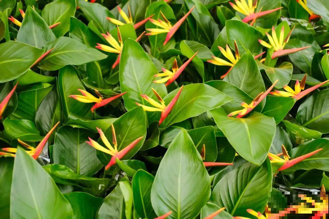 逛花市必买的花，十月入手刚刚好，不买亏大了！