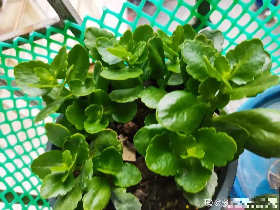 养花不能随意,一不小心就死翘翘,心太累! 养花不能随意,一不小心就死翘翘,心太累!