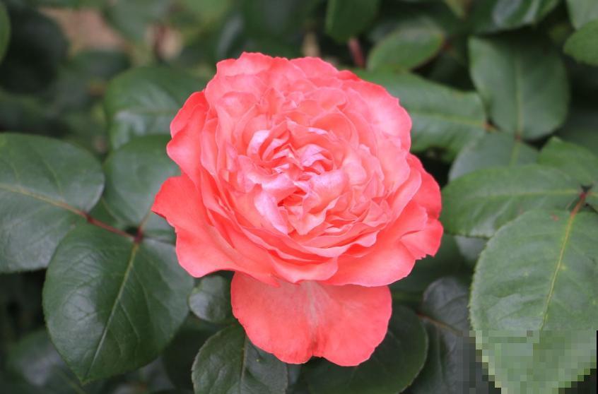 卧室植物别乱选,放几盆吊兰,净化空气超厉害! 卧室植物别乱选,放几盆吊兰,净化空气超厉害!