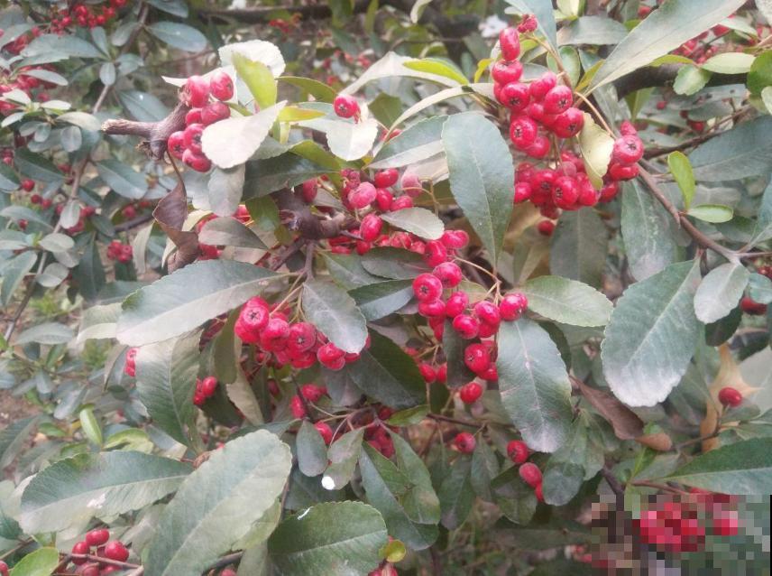 火棘盆景好制作，剪根枝条就能行，零成本，高回报！