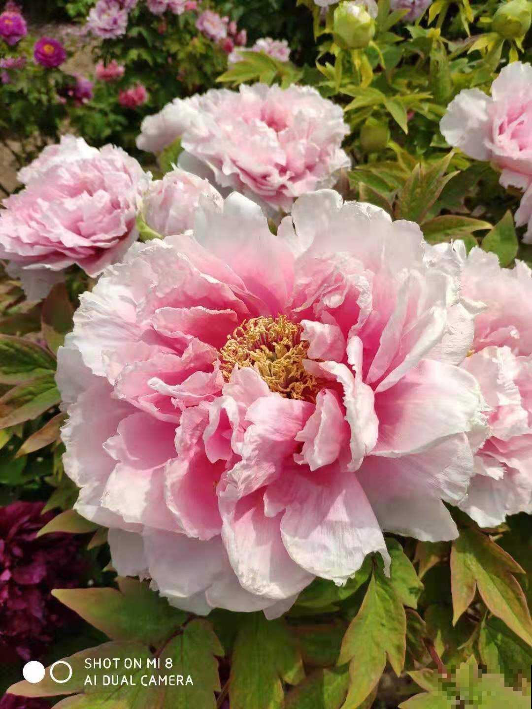 3种花冬天会“假死”，千万别丢掉，明天春天照样活！