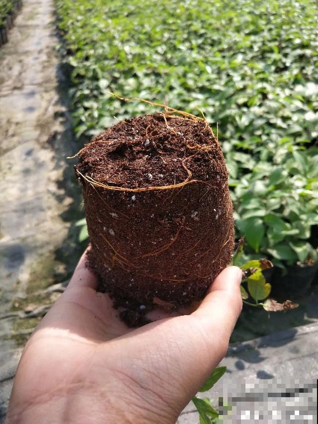 买的花总不活，秘密全在花盆里，搬起来看看才知道