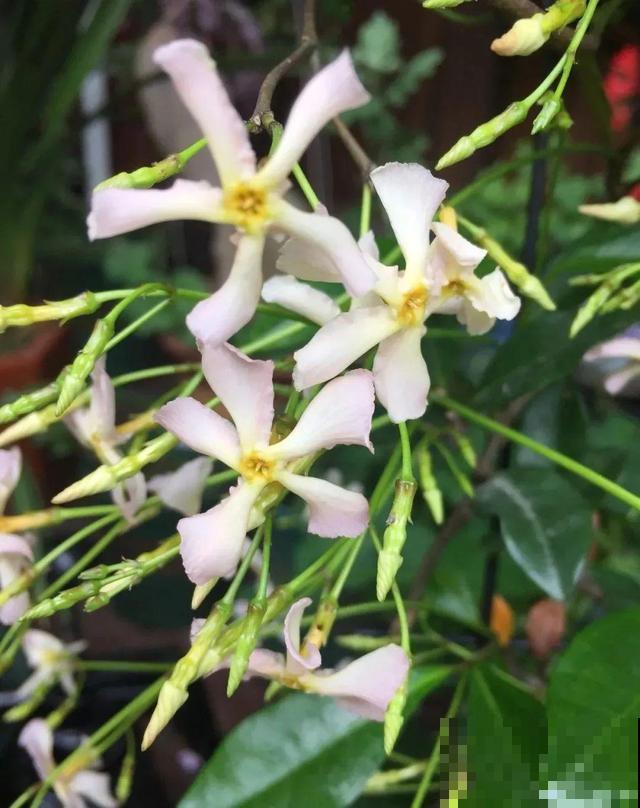 家里养盆香香花，1次开上一面墙，2年养成粉色花墙
