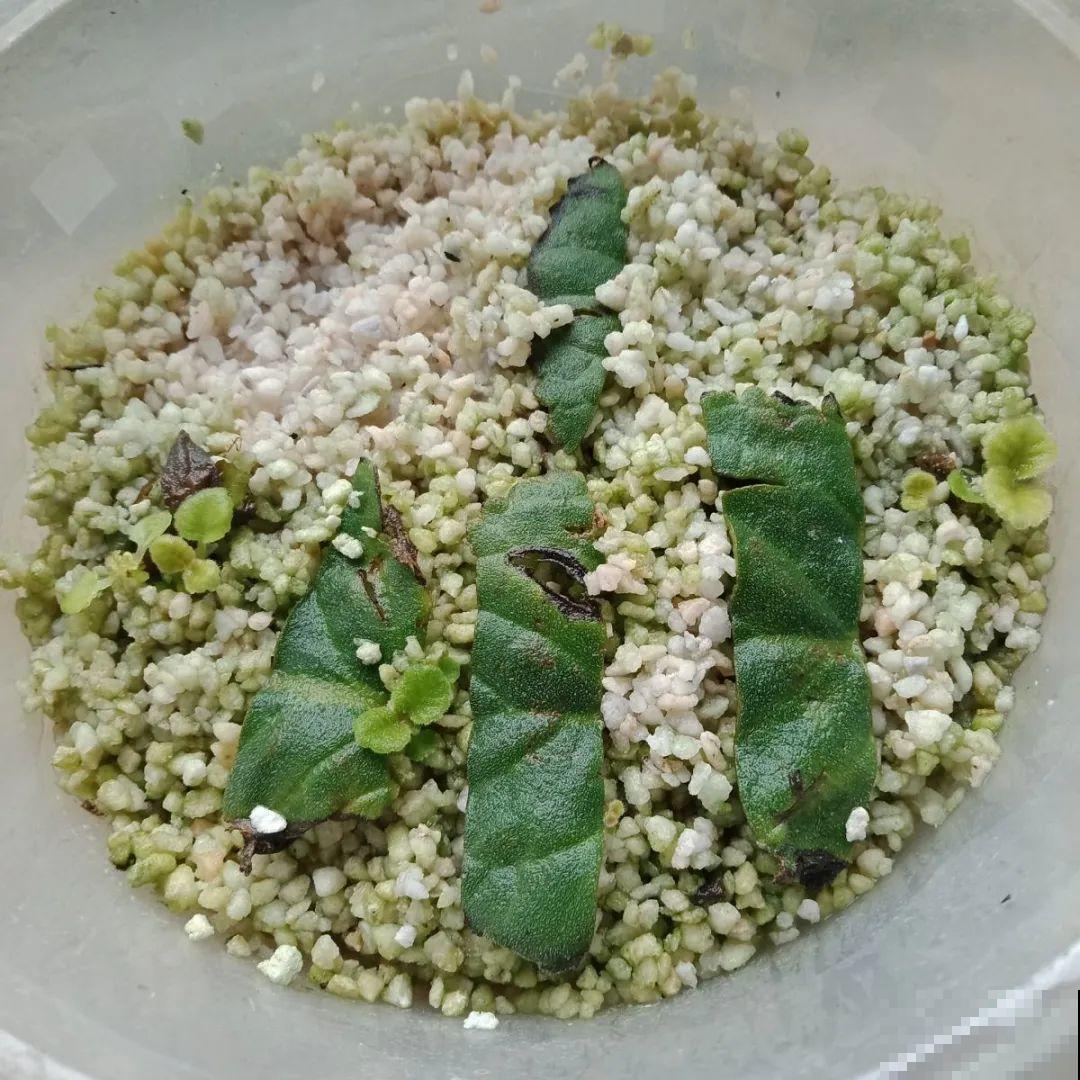 想省心就养这些花,没有病虫害,就爱开花! 想省心就养这些花,没有病虫害,就爱开花!