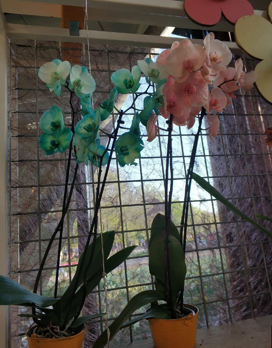 蓝色蝴蝶兰头一回见,一买就上当,养不活真生气! 蓝色蝴蝶兰头一回见,一买就上当,养不活真生气!