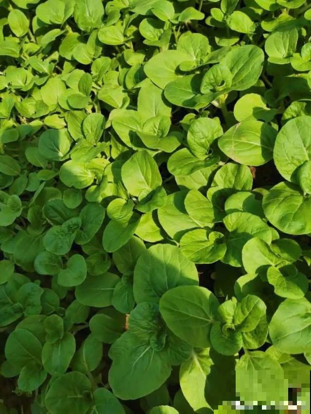 我想有个菜园子,秋天结满新鲜蔬菜,现在正收获! 我想有个菜园子,秋天结满新鲜蔬菜,现在正收获!