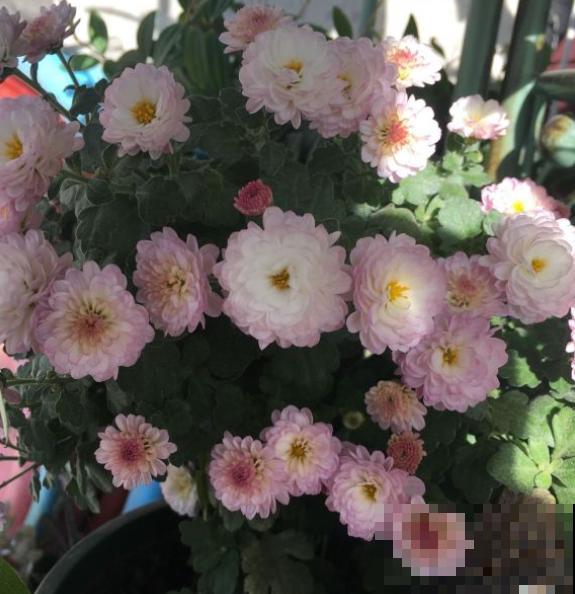 花容易“挂”不用急,多半是因为这3个问题,注意一点! 花容易“挂”不用急,多半是因为这3个问题,注意一点!