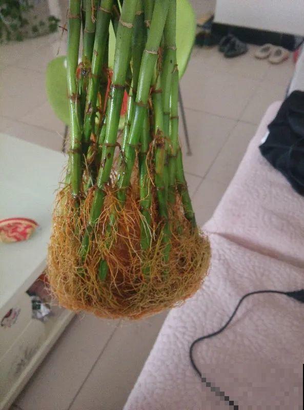 这花冬天要冻死,抓紧埋土里,还能活命! 这花冬天要冻死,抓紧埋土里,还能活命!