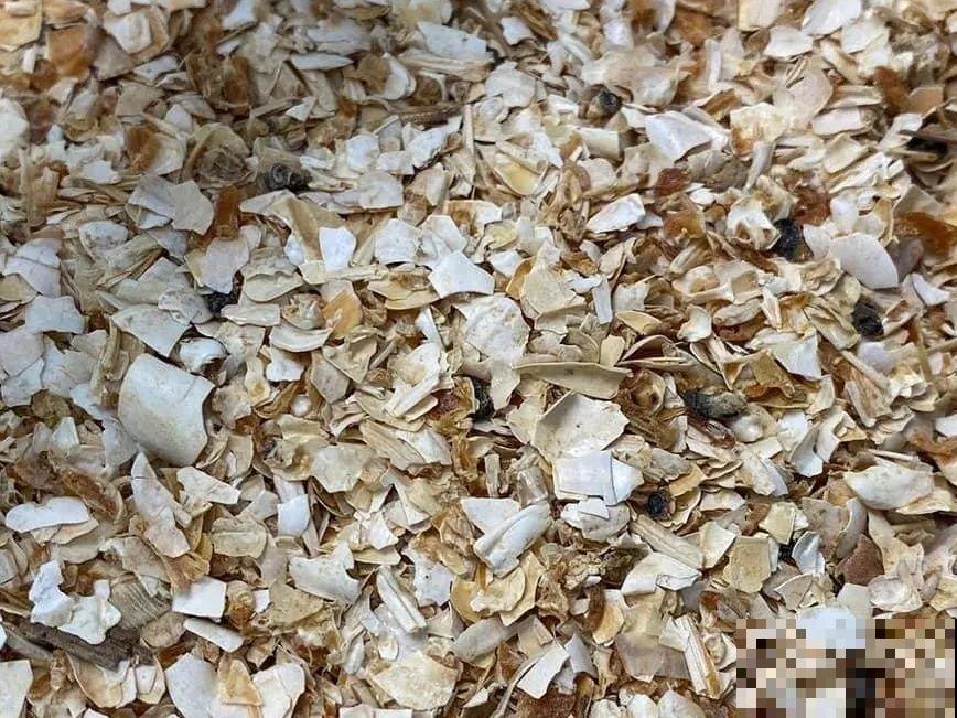 大螃蟹做花肥,秋天大补,花吃完就疯长了! 大螃蟹做花肥,秋天大补,花吃完就疯长了!