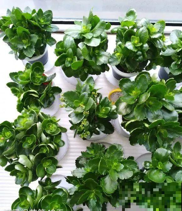 10月养花掐一掐,掐完就来花,盆都塞不下! 10月养花掐一掐,掐完就来花,盆都塞不下!