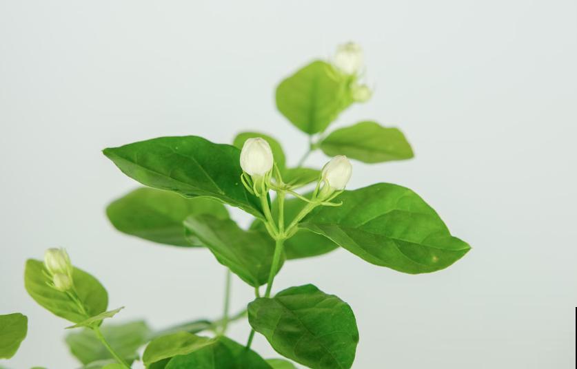 花卉保温有妙招,动一动小手,再降温也不怕! 花卉保温有妙招,动一动小手,再降温也不怕!