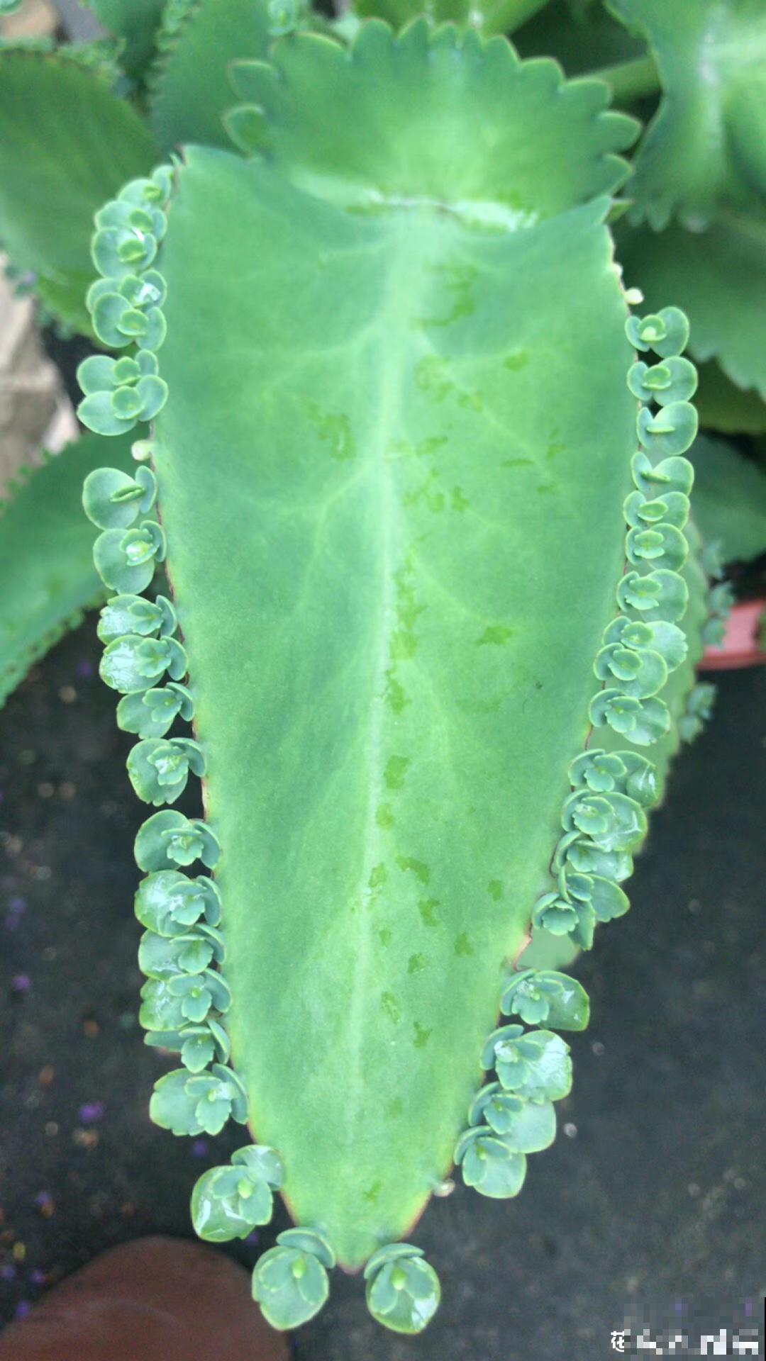 这种花特抗冻,不怕严寒,养死算我输! 这种花特抗冻,不怕严寒,养死算我输!