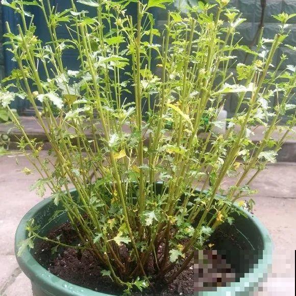 掉叶子第一名,10种花养成光杆,竟然还活着! 掉叶子第一名,10种花养成光杆,竟然还活着!