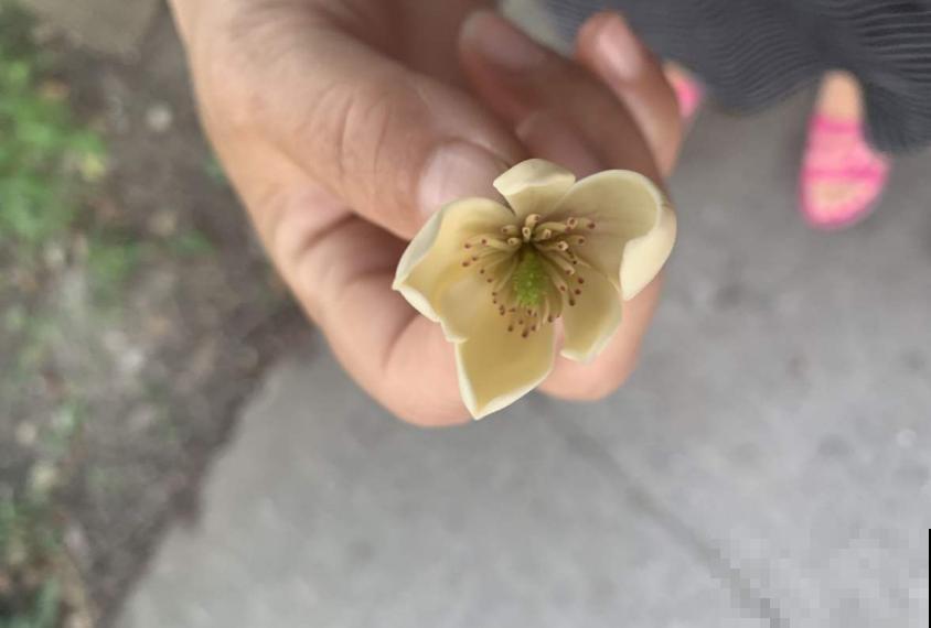 “娇羞美人”含笑花，似放非放，清香飘十里！