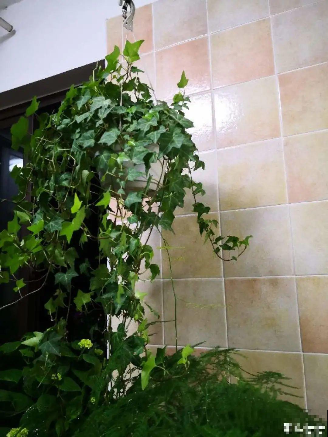 挂起来就能养的花,开花多不占地儿,家里能养100盆! 挂起来就能养的花,开花多不占地儿,家里能养100盆!