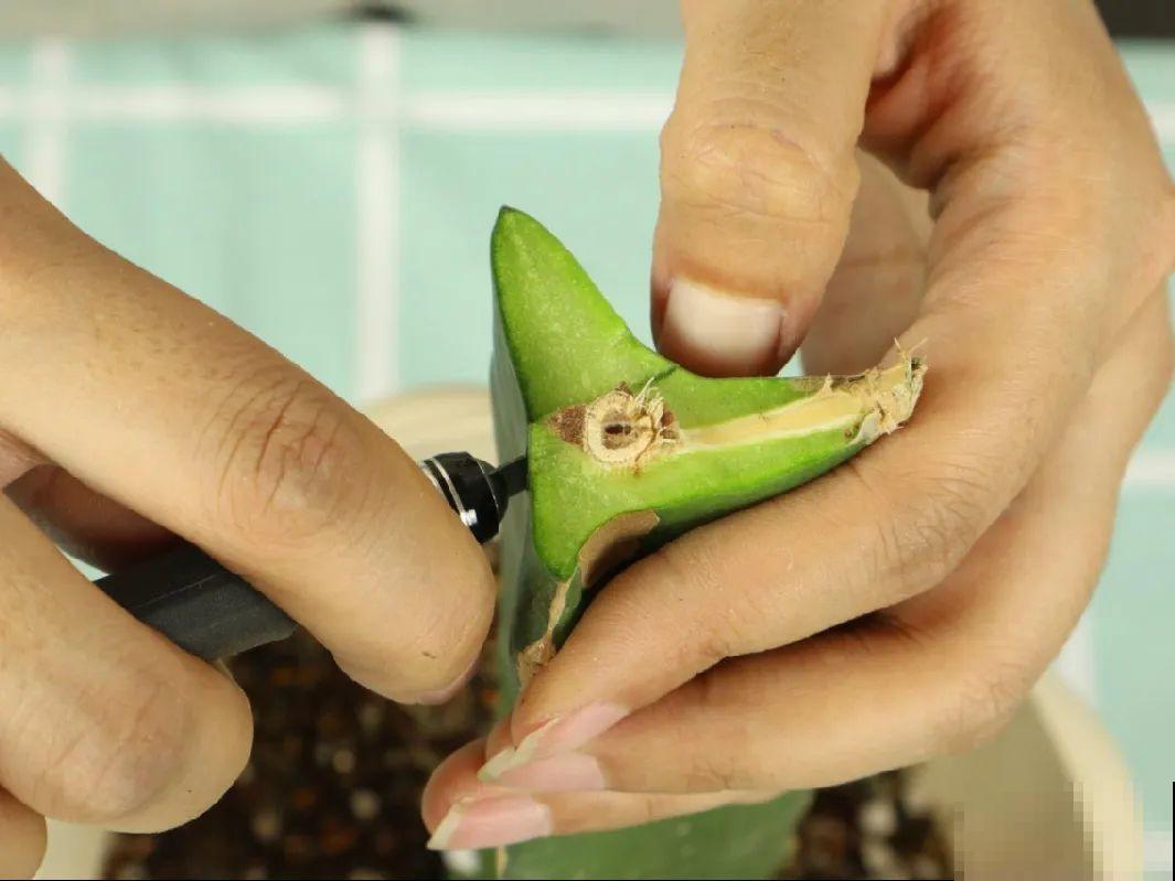 2种花组合起来养护，开花更多，满盆都是花