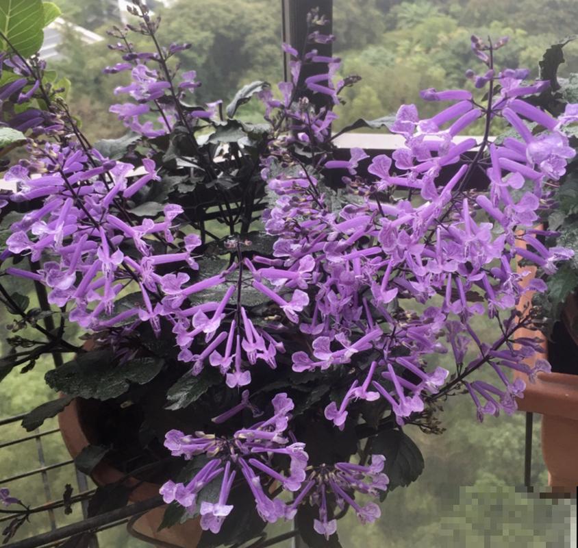 养特丽莎薰衣草很简单，再“手残”也能养好，省心！