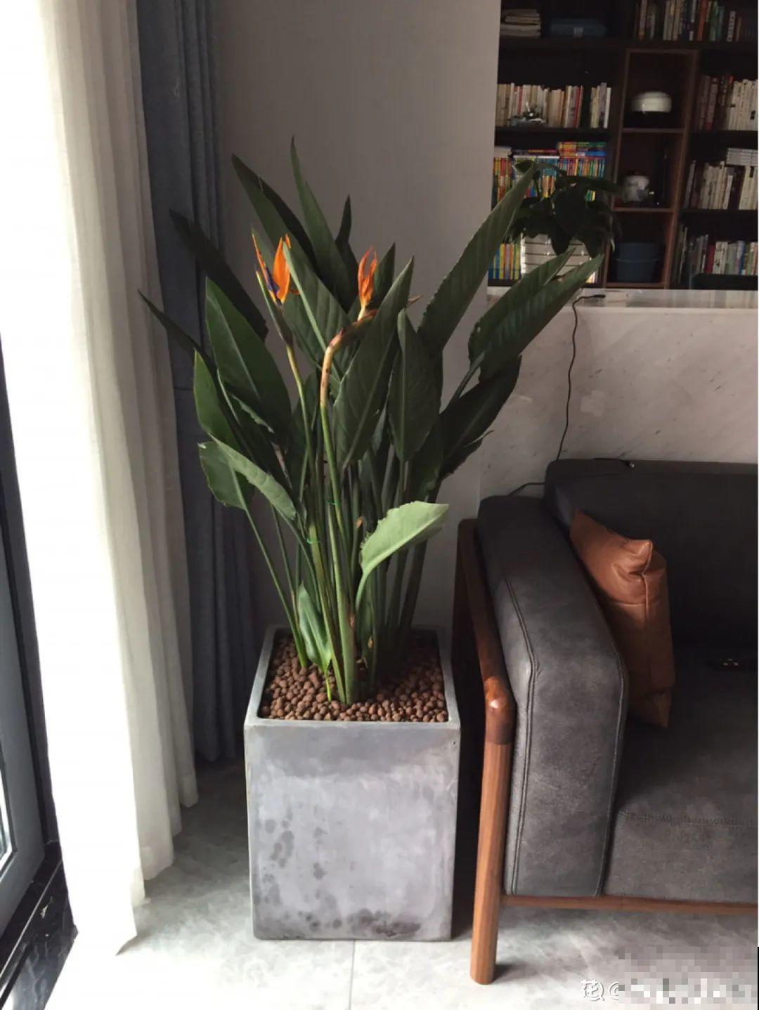 15种镇宅花，家里摆一盆，镇宅旺运超霸气！