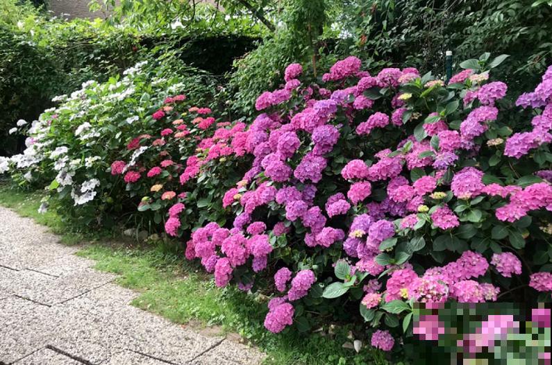 最适合院子种的花,皮实耐寒花期长,好养死不了! 最适合院子种的花,皮实耐寒花期长,好养死不了!