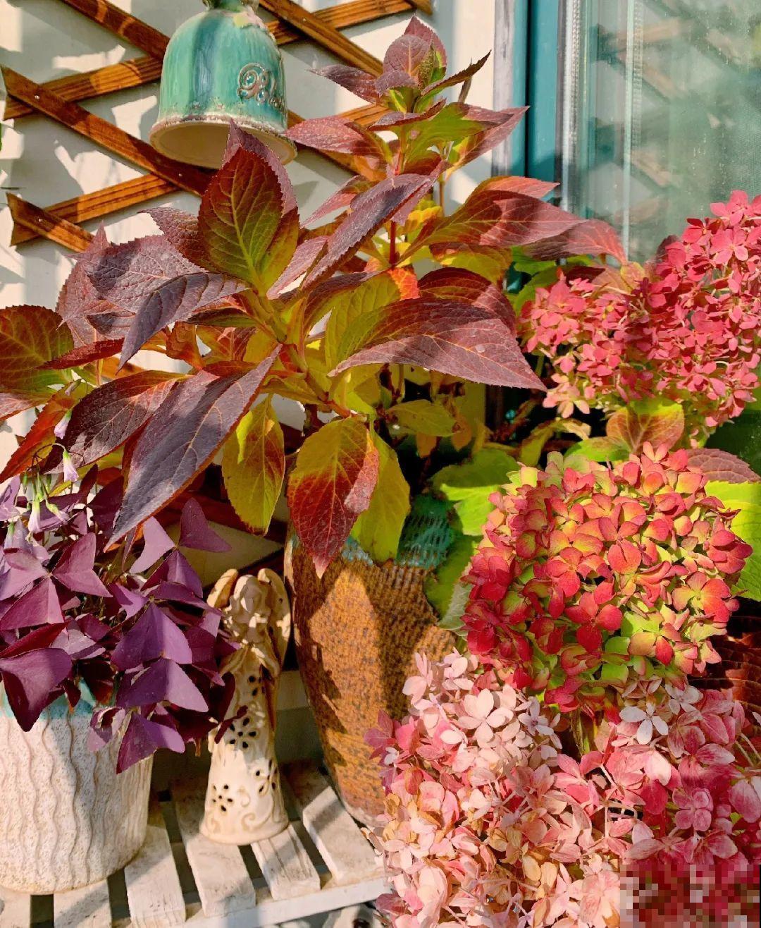 天凉了，9种花不能修剪，剪了以后不开花！