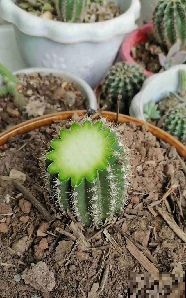 这花最娇气，叶子一喷水，立马就烂了！