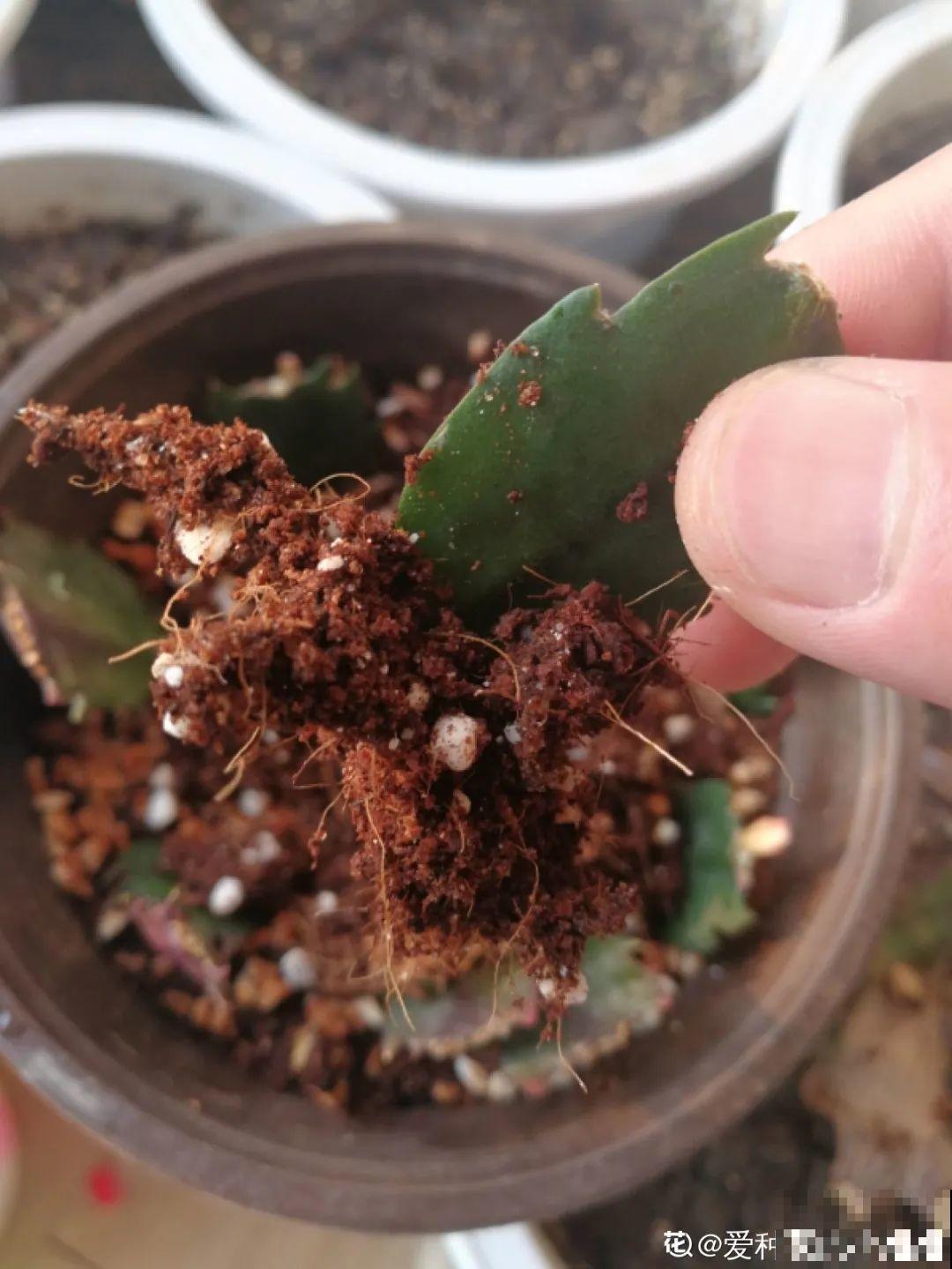 冬天扦插，只用一张塑料薄膜，就能长出小嫩芽