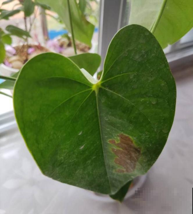 红掌长黄斑,千万别喷水,不然烂的更厉害 红掌长黄斑,千万别喷水,不然烂的更厉害