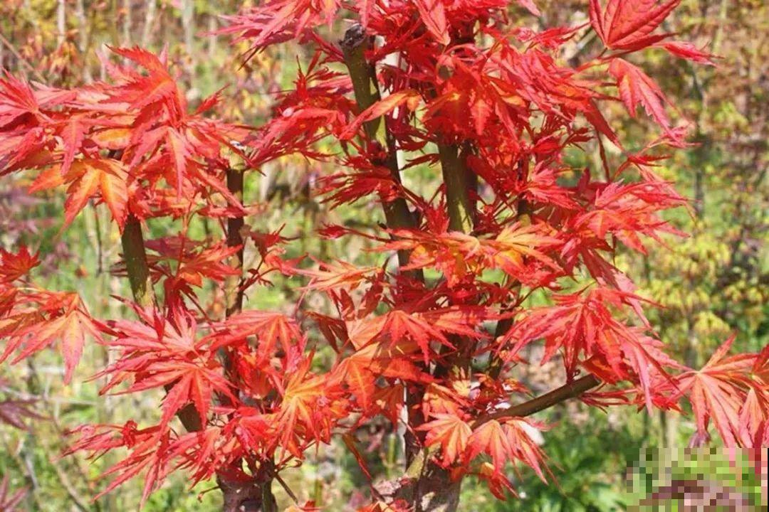 一种花名叫红舞姬,叶子红彤彤,养在家里红红火火 一种花名叫红舞姬,叶子红彤彤,养在家里红红火火