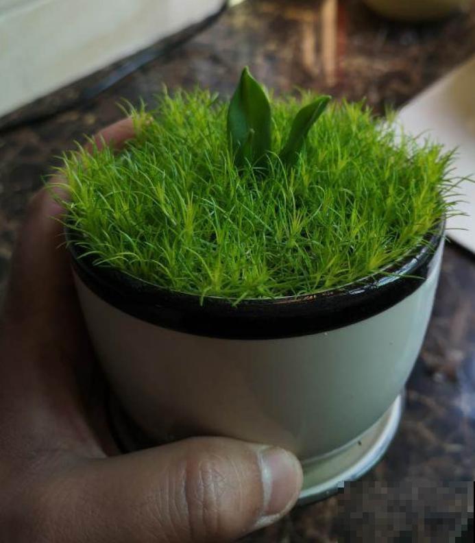 爱尔兰苔藓和苔藓长得像，不一样，搞错闹笑话！