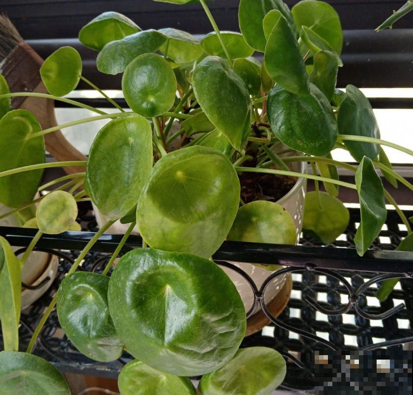 镜面草适合在家养，简单好打理，满盆都是“小绿伞”！