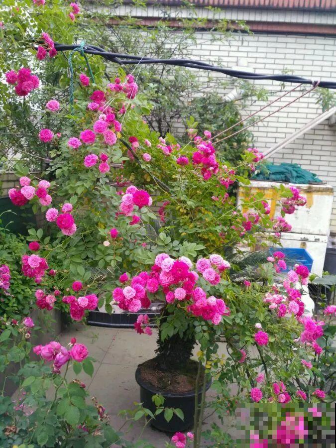 家里有院子,养一株红木香特合适,半年爬满藤,开成大花墙 家里有院子,养一株红木香特合适,半年爬满藤,开成大花墙