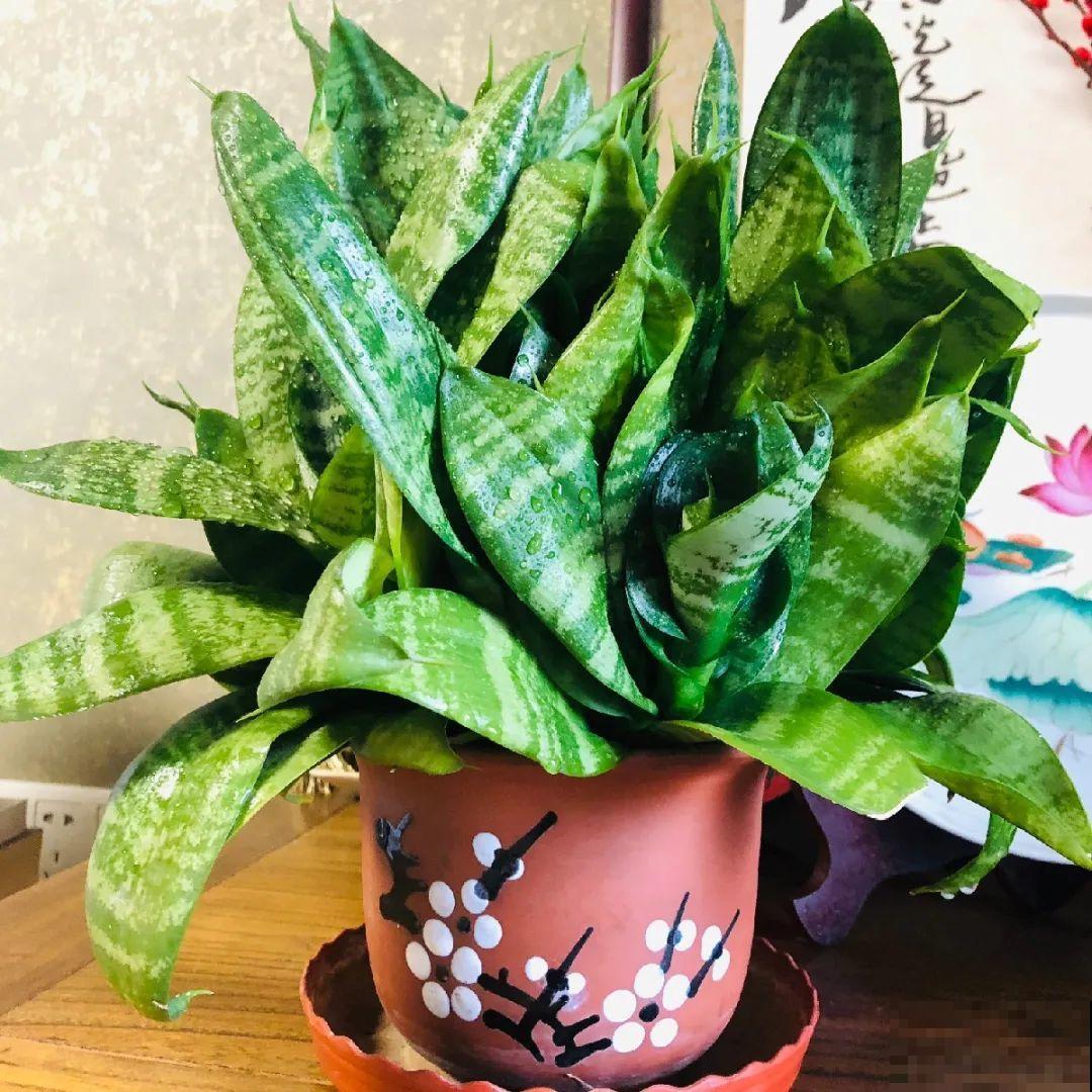 花上长了这个，再不换盆，就要憋死了！