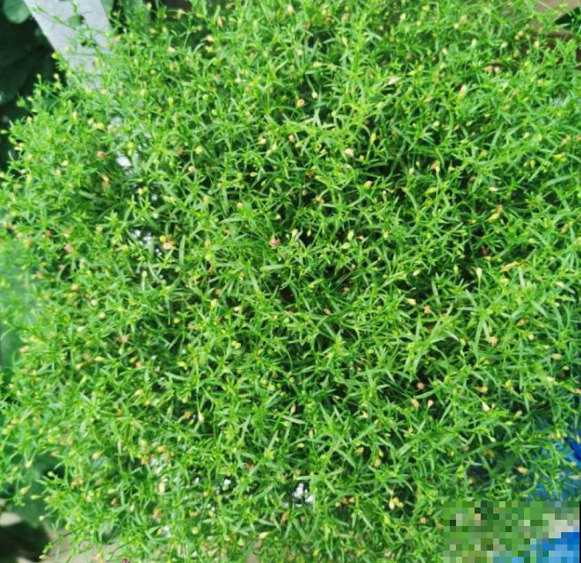 满天星干花不用买，自己就能种，干花、鲜花一起赏！