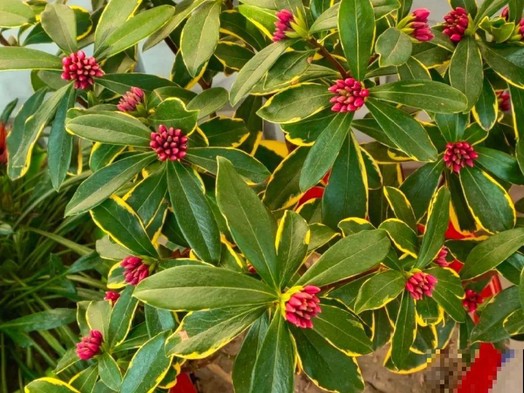 天凉了，9种花不能修剪，剪了以后不开花！