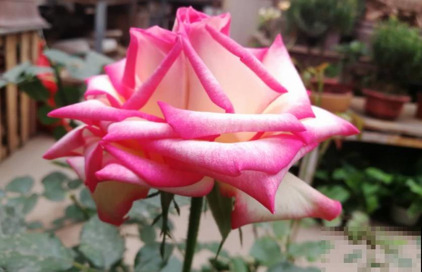 月季丑巴巴，不怪它，养护有问题，咋养也丑！