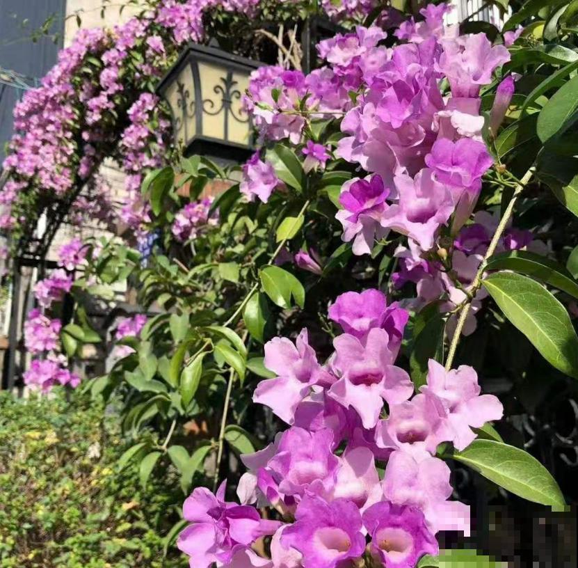 蒜香花开，见花不见叶，小花朵爬满墙！