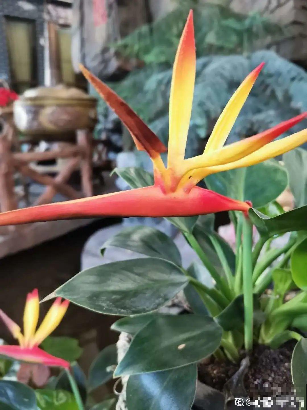 十一赏花图谱，看了啥花都认识，不用问别人！