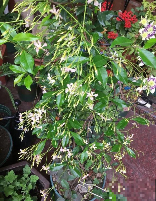 家里养盆香香花，1次开上一面墙，2年养成粉色花墙