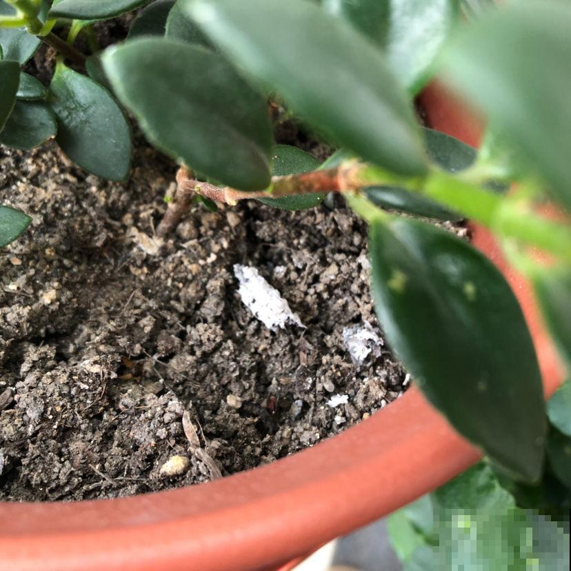 平时一个小动作,可能会害死你的花,花友们要注意 平时一个小动作,可能会害死你的花,花友们要注意