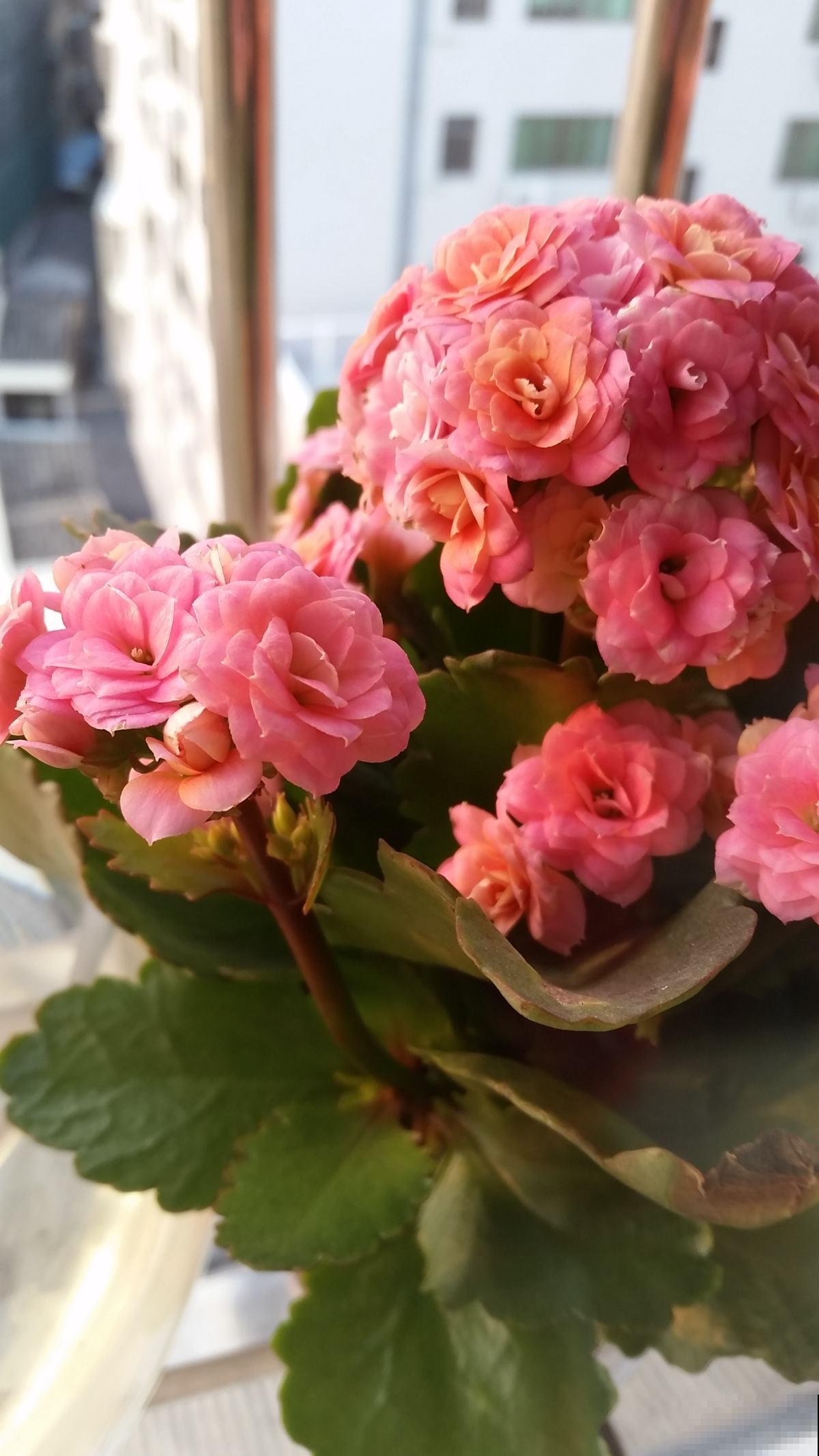 红红火火的“过冬花”，开花超热闹，适合冬天养
