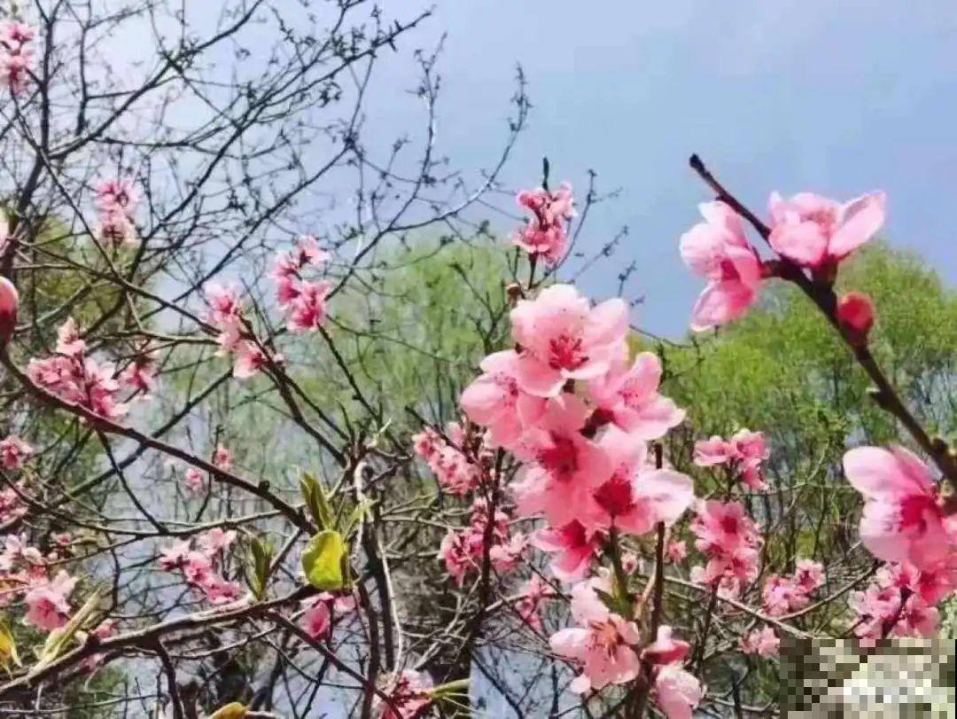 你在哪个城市，最适合养的花就是它！