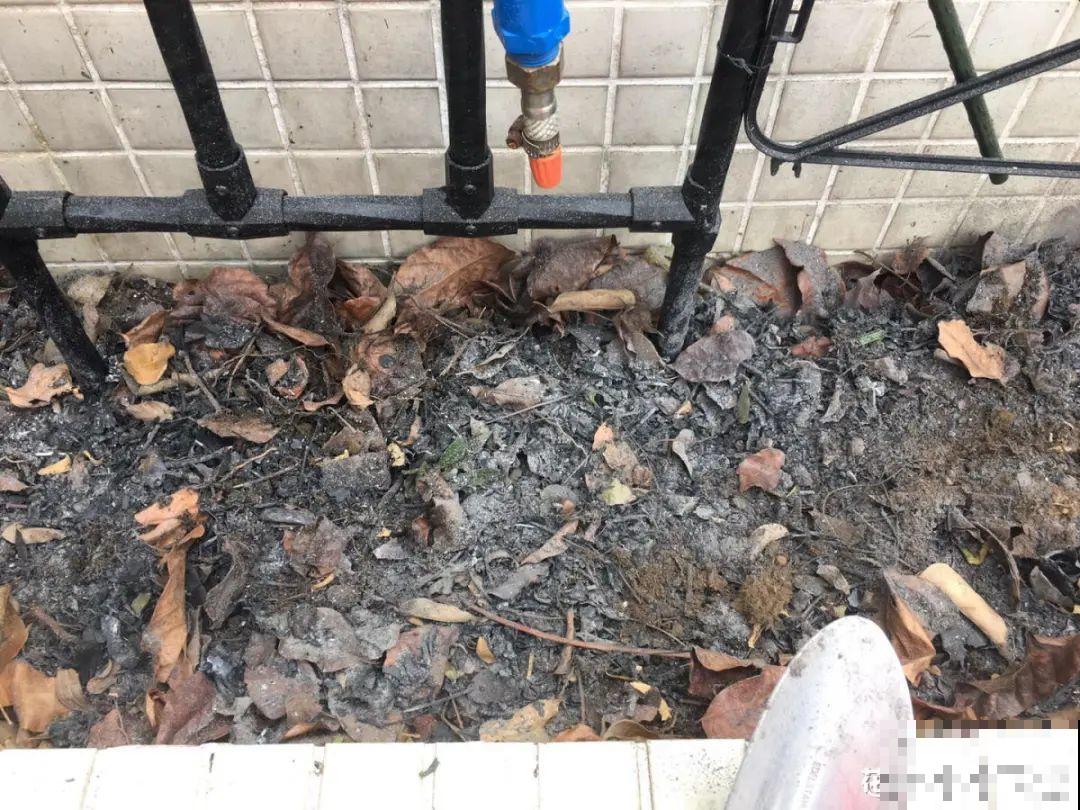 杀虫的好时机到了,虫卵一窝端,来年再也不生虫! 杀虫的好时机到了,虫卵一窝端,来年再也不生虫!