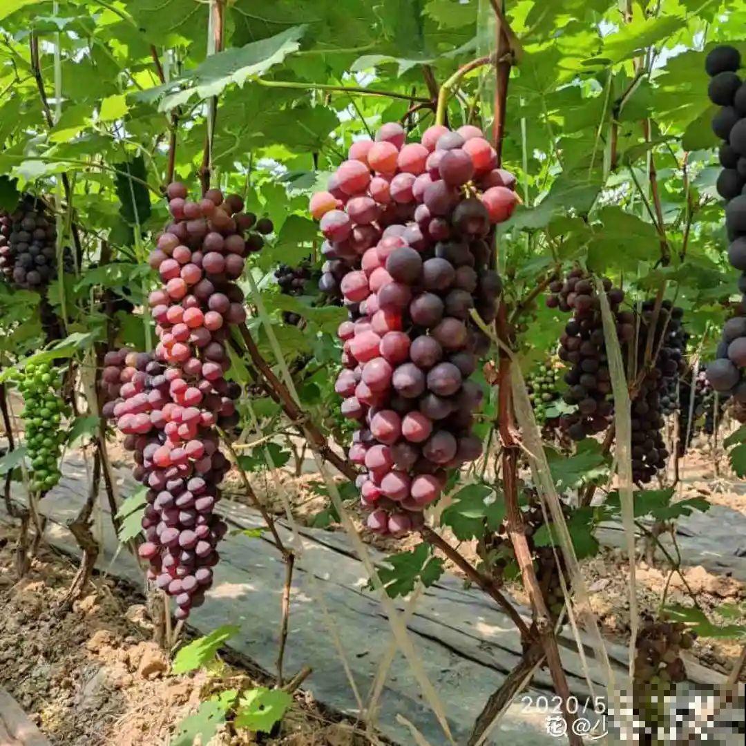 7种花,是天然染色剂,在古代非常名贵! 7种花,是天然染色剂,在古代非常名贵!