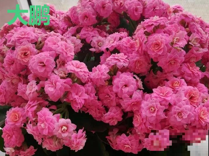 这种花品种多,花型好,养了你就爱上了! 这种花品种多,花型好,养了你就爱上了!