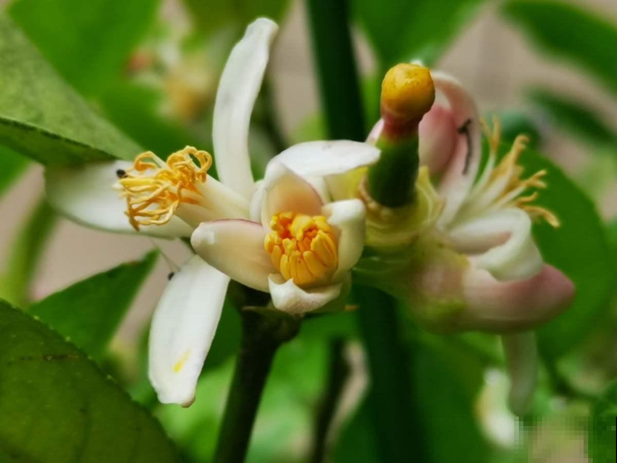3种“杀菌花”，家里养一盆，物理干净还清香