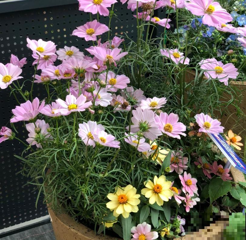 波斯菊很讲究,水肥不到位,光长个子不开花! 波斯菊很讲究,水肥不到位,光长个子不开花!