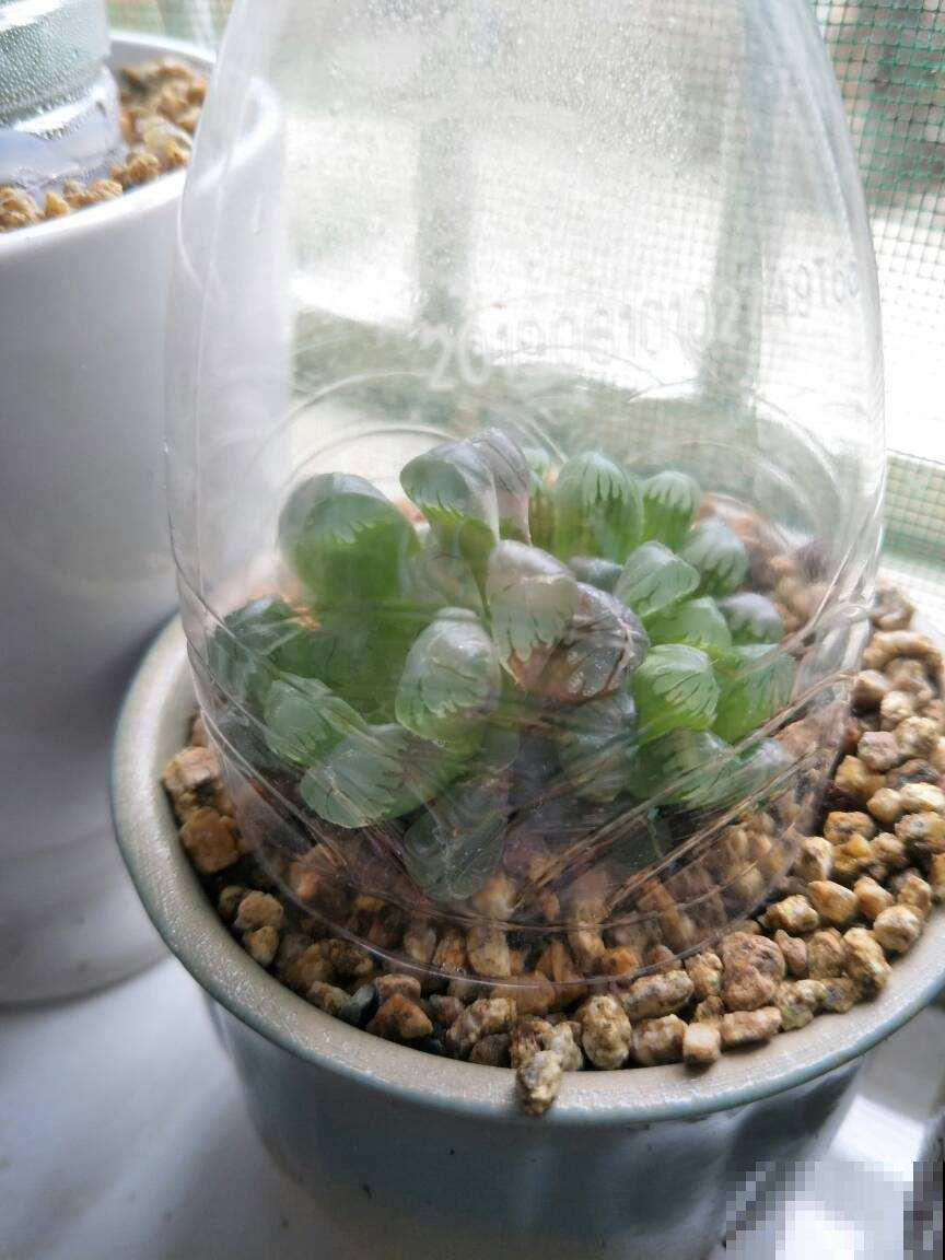 旧筷子、塑料瓶都别丢,拿来养花,效果特好! 旧筷子、塑料瓶都别丢,拿来养花,效果特好!