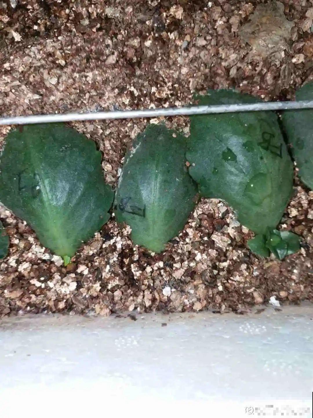 冬天扦插，只用一张塑料薄膜，就能长出小嫩芽