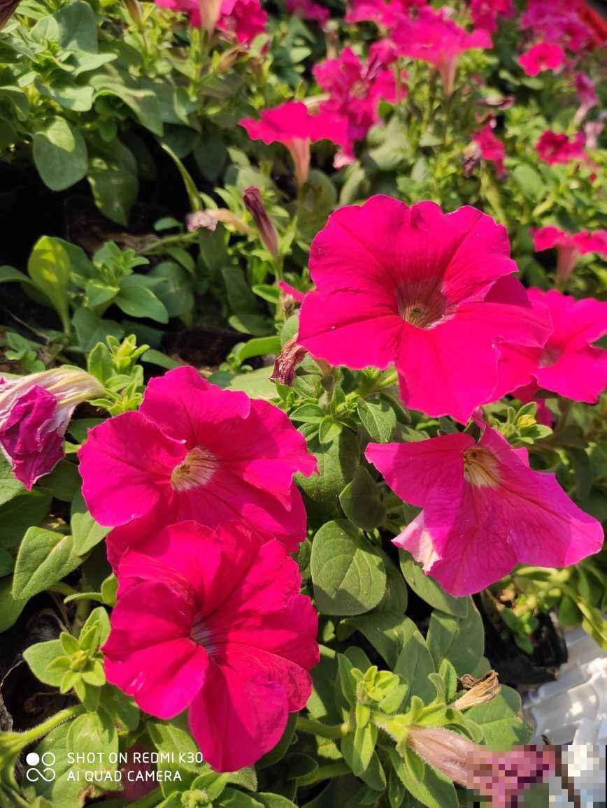 秋天养沙漠玫瑰，开花更多，俩月不浇水照常生长