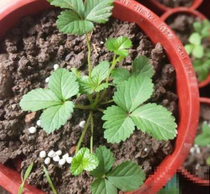 秋天定植盆栽草莓，养一养，过不了多久就挂果，馋！